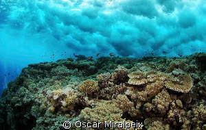 Wave on reef by Oscar Miralpeix 